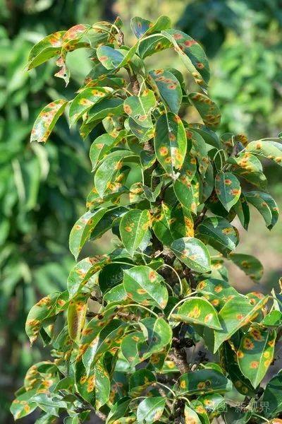 园林植物常见病虫害识别与防治,园林冬季病虫害防治