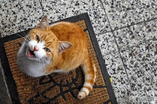 猫咪不同的喵叫声代表不同的含义,猫咪长声猫叫和短声猫叫的区别