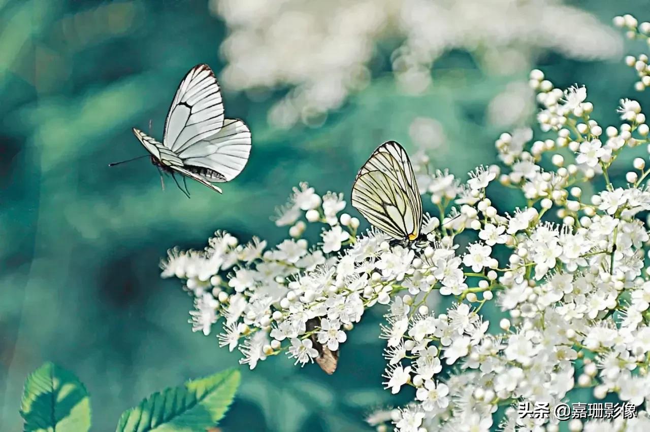 看看花容,听听花语2020年我镜头里的百种花卉