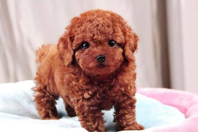 新手养泰迪是养公的还是母的好,养泰迪到底是养公的好还是母的好