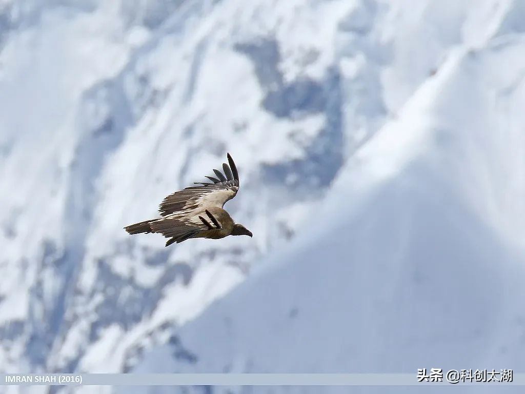 科普兀鹫吃腐肉,秃鹫兀鹫区别科普