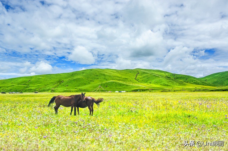 六月的若尔盖，一个不能错过的人间天堂
