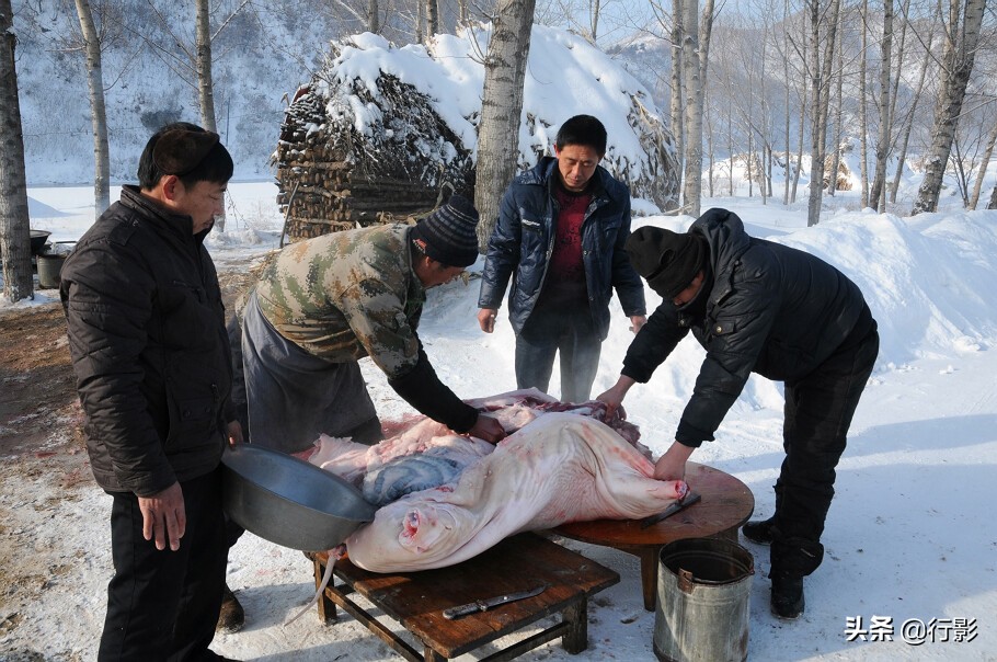 南方人感受东北杀年猪,冰天雪地杀年猪热气腾腾东北味