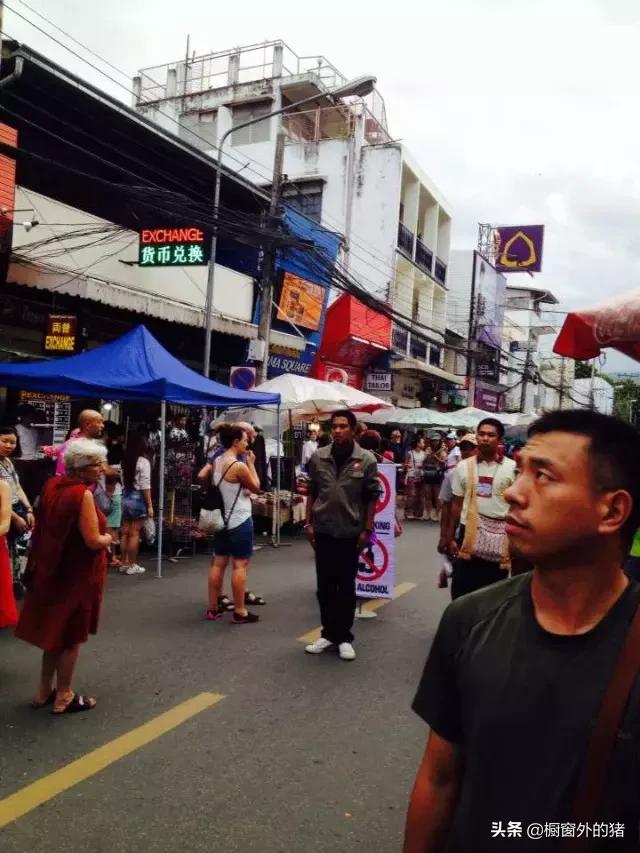 泰北玫瑰的英文,泰北玫瑰图片