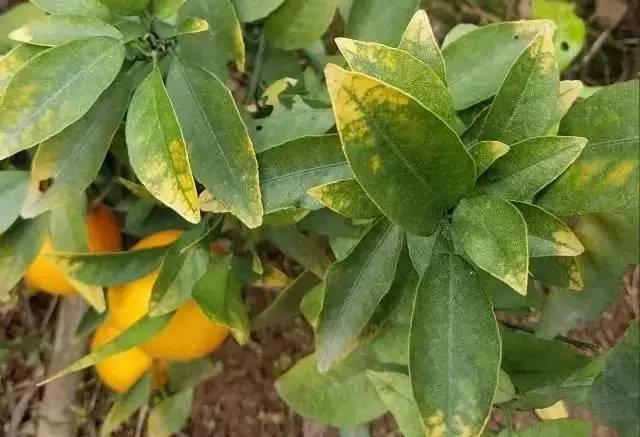 种脐橙果农,种橙子农民