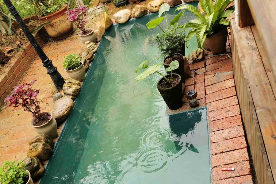 鱼池的硝化细菌怎么培养,锦鲤鱼池硝化细菌培养