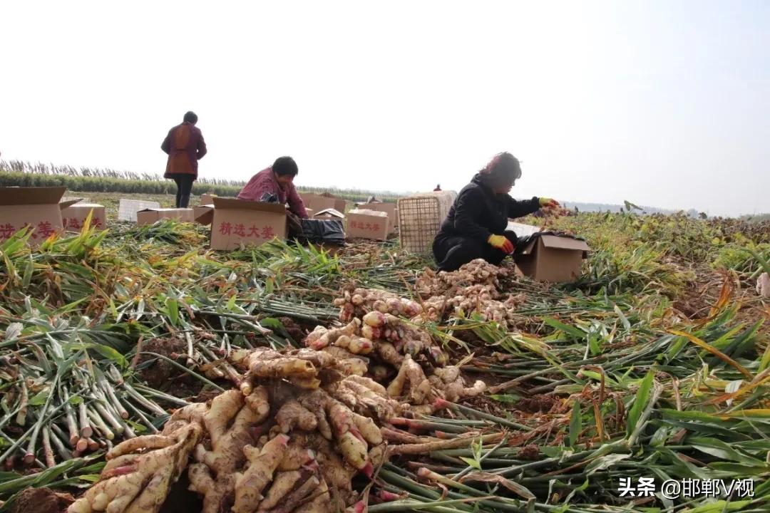 生姜种出脱贫致富路,生姜产业带动了地方经济