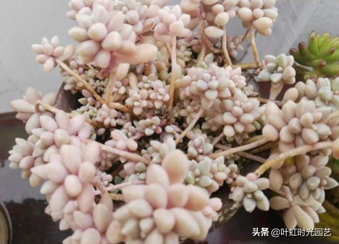 多肉老桩大科普，贱卖老桩可以买？性价比大揭秘！