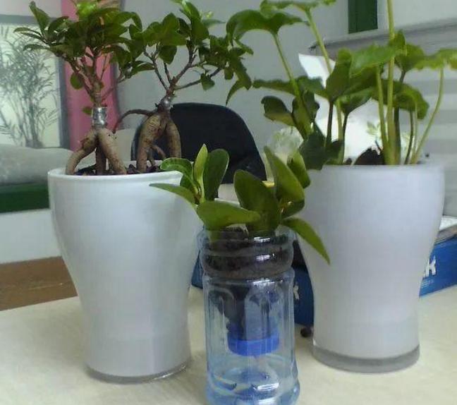 破旧塑料瓶一秒变精美花盆,废饮料瓶的妙用还可以做花盆吗