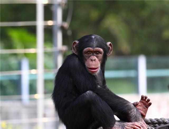 非洲一只黑猩猩,是怎么把艾滋病传给非洲黑人,再传到全世界的?