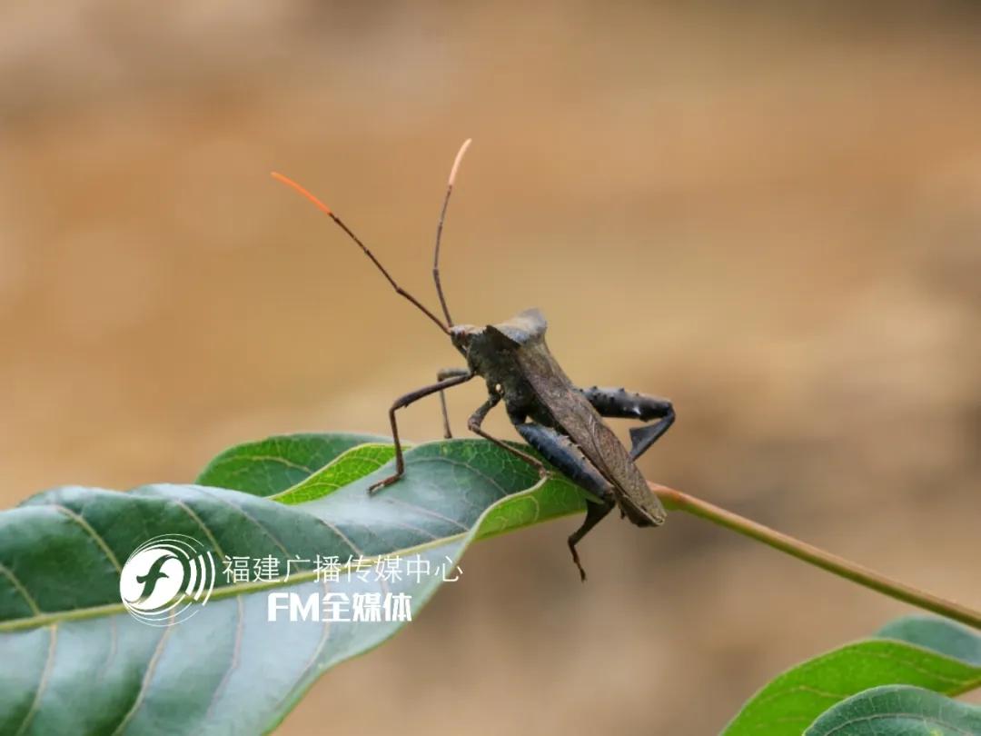 福州林先生家中突然闯入很多“不速之客”，又黑又臭，这到底是啥？