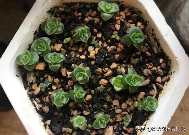 多肉播种可以用生根粉吗,播种的多肉一般多久长大