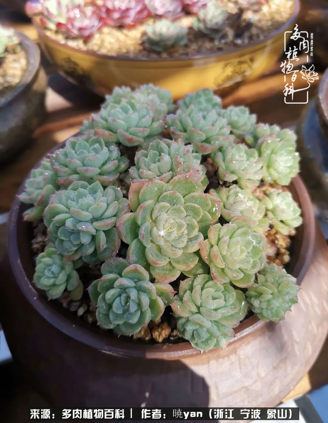 多肉初级入坑者,入坑多肉