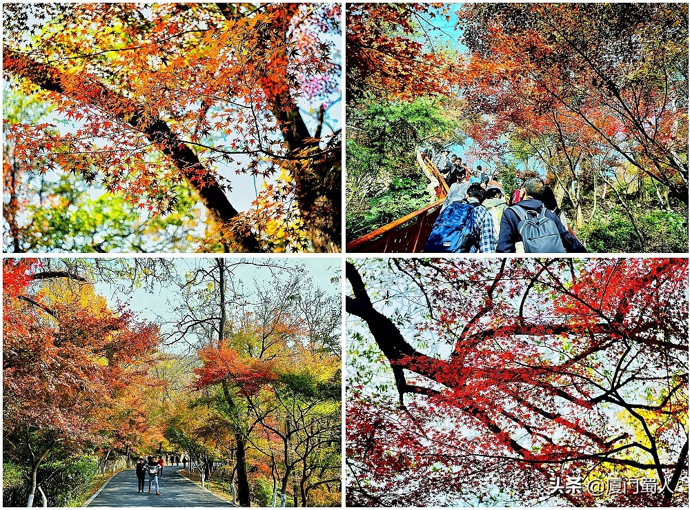 南京四大赏枫地 (南京赏枫胜地)