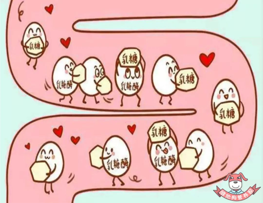 纯牛奶和酸奶哪个补钙效果最好,纯牛奶和酸奶哪个营养最好