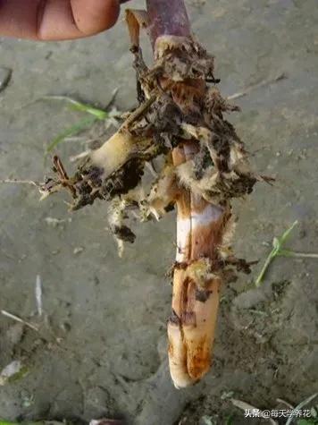 百合虫害的防治方法,百合病虫防治和管理