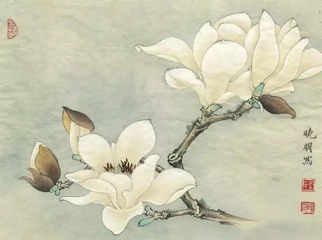 如此高花白于雪,年年偏是斗风开。盛开在诗词中的玉兰花