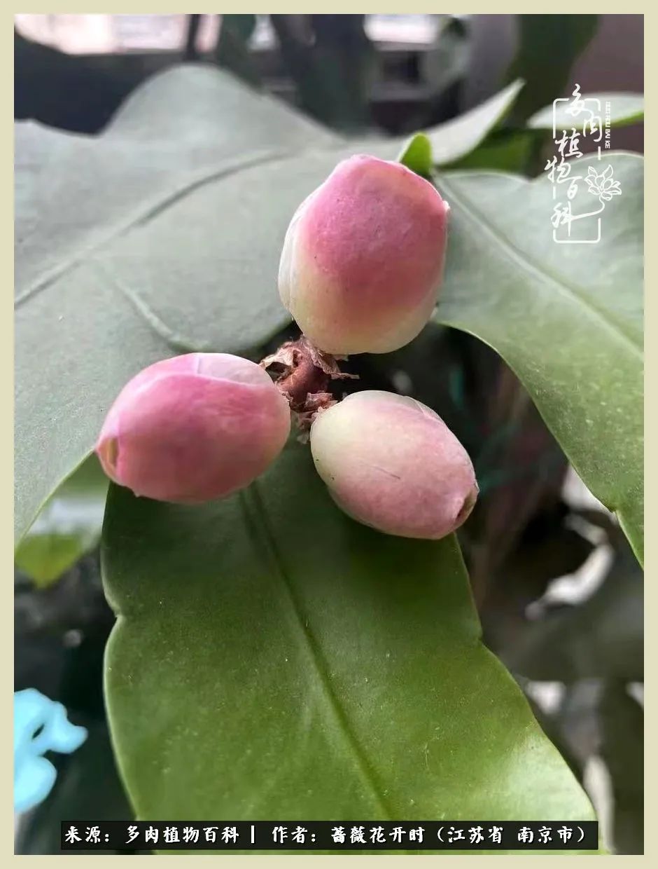 又见颜的妩媚，色的诱惑！这些山地玫瑰礼盒惊艳了眼眸