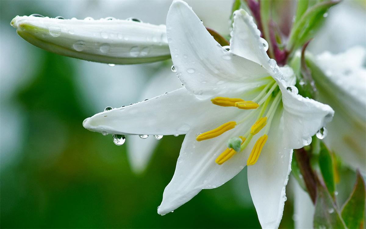 颜值丽舍：我最喜欢的一种花叫做百合花