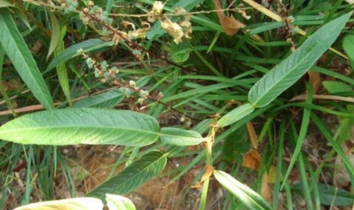 农村这种植物20年前用它治感冒,农村的哪种野草可治癌症