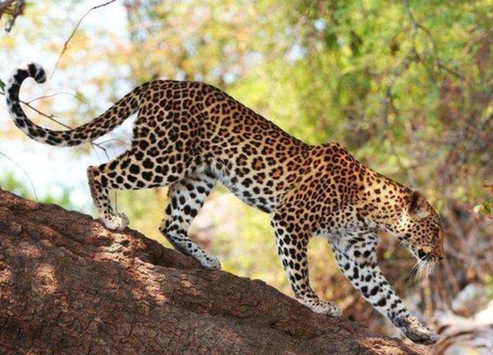 山西华北豹,野生华北豹出没