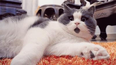 你有猫病表情包,你有猫病啊图片