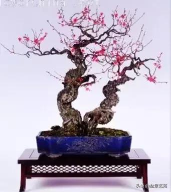 姊呰姳鐩嗘櫙浠锋牸,榫欐父姊呰姳鐩嗘櫙