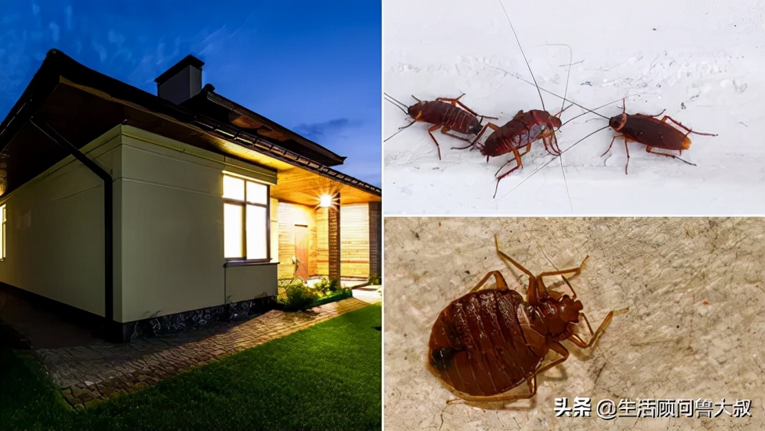 家里有虫子怎么办,家里有虫子怎么办有什么妙招