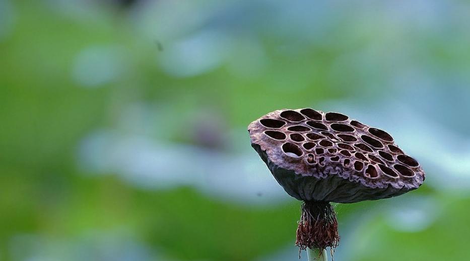 描写枯荷的诗词,关于枯荷诗句