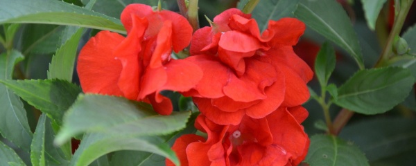 凤仙花种子播种10天为什么不发芽,凤仙花播种发芽教学视频