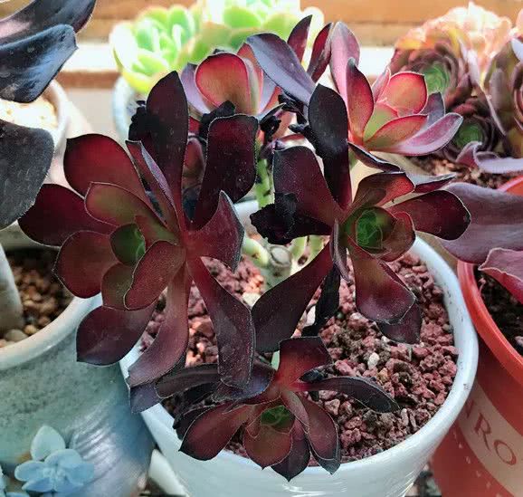 顺风不浪逆风不怂文字图片,顺风不飘逆风不怂绝境不慌