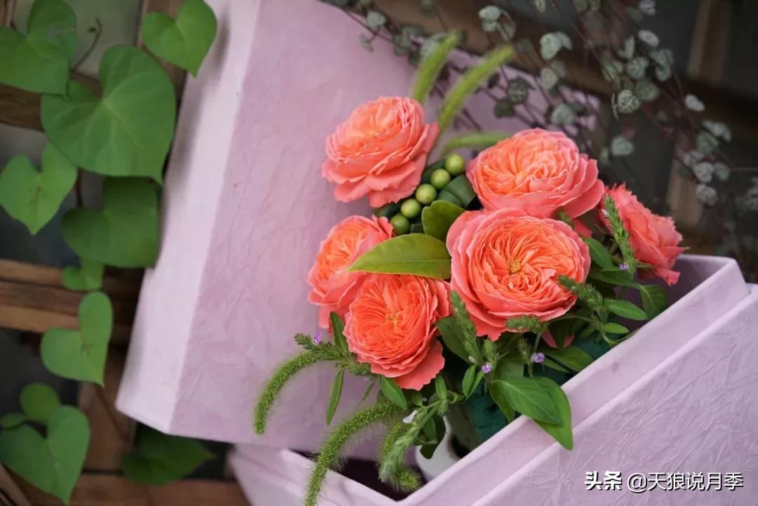 又一个十年,国产自育品种