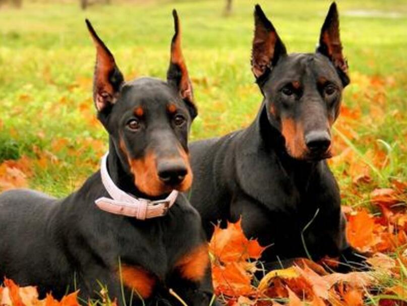 最全常见的27种狗狗你认识几种,最适合男生养的凶猛又忠诚的狗狗