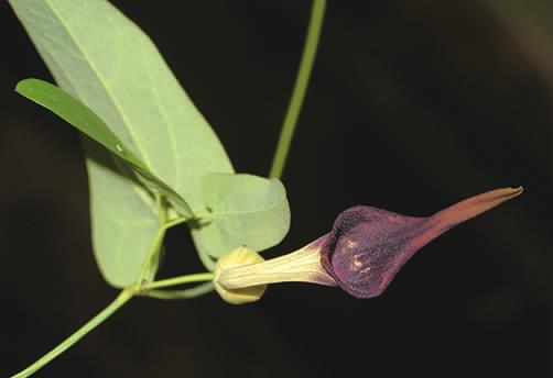 马兜铃科马兜铃属植物柔毛马兜铃,马兜铃目植物