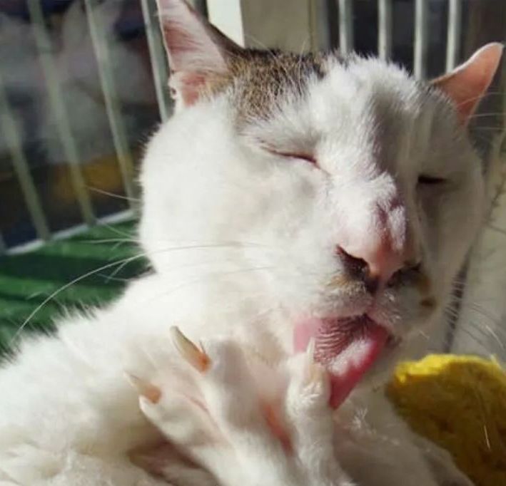 丑猫大赛视频完整版,2020年丑猫大赛看看丑到你了没