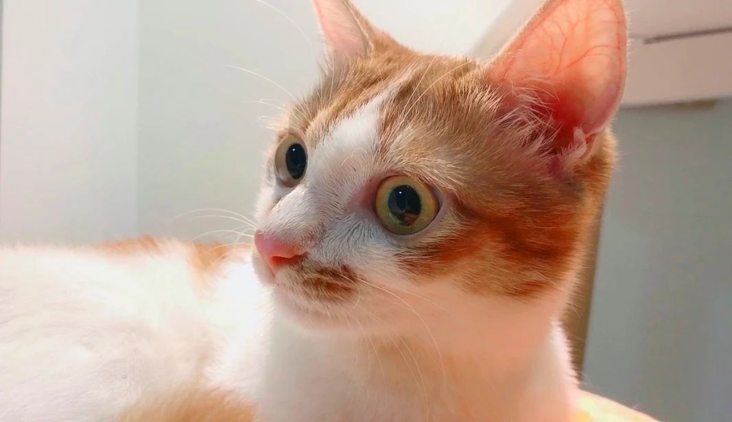 家猫引入中国的记载,家猫是恐猫演变而来的吗