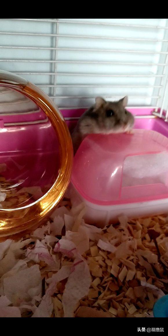 仓鼠怀孕注意事项和禁忌,仓鼠怀孕后一定要分开养吗