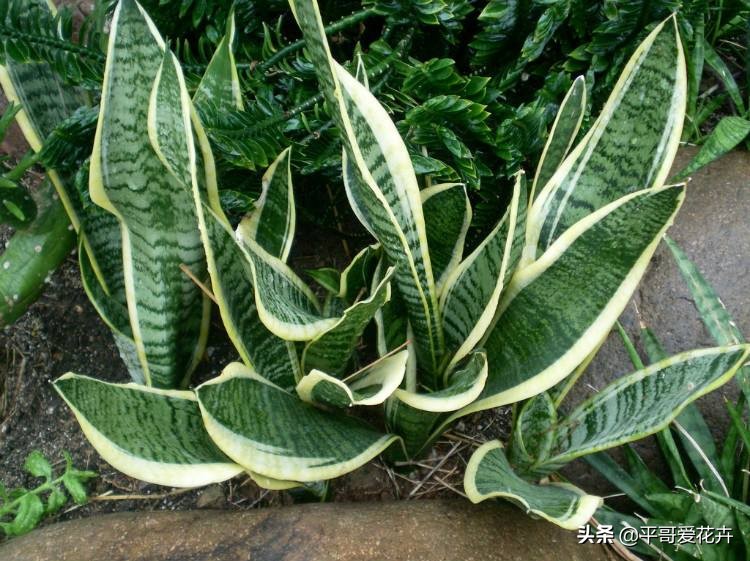 吸甲醛最好的3种花,什么花可以净化空气吸收甲醛