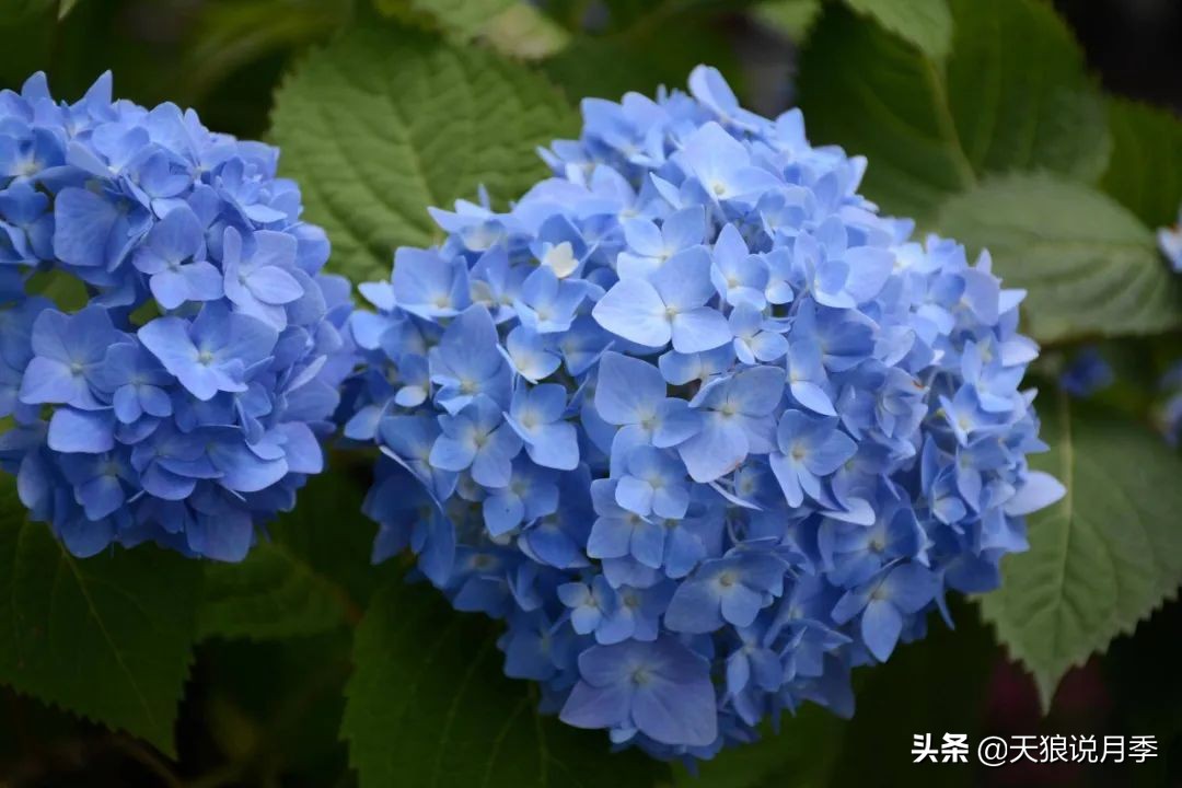 圆滚滚的绣球，瀑布般的花墙，这届花友也太会种花了吧