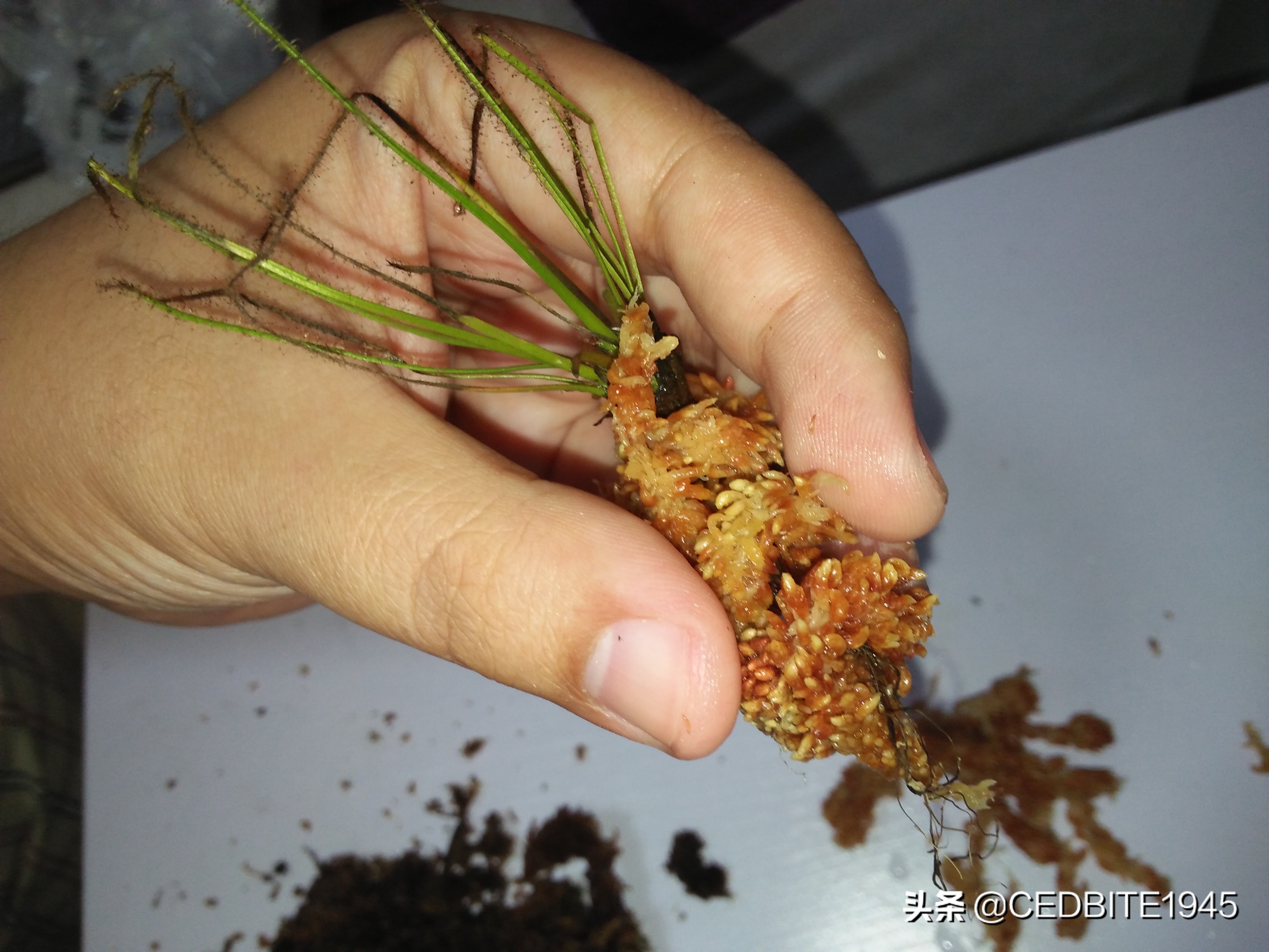 捕虫效率最高的食虫植物——茅膏菜种植攻略