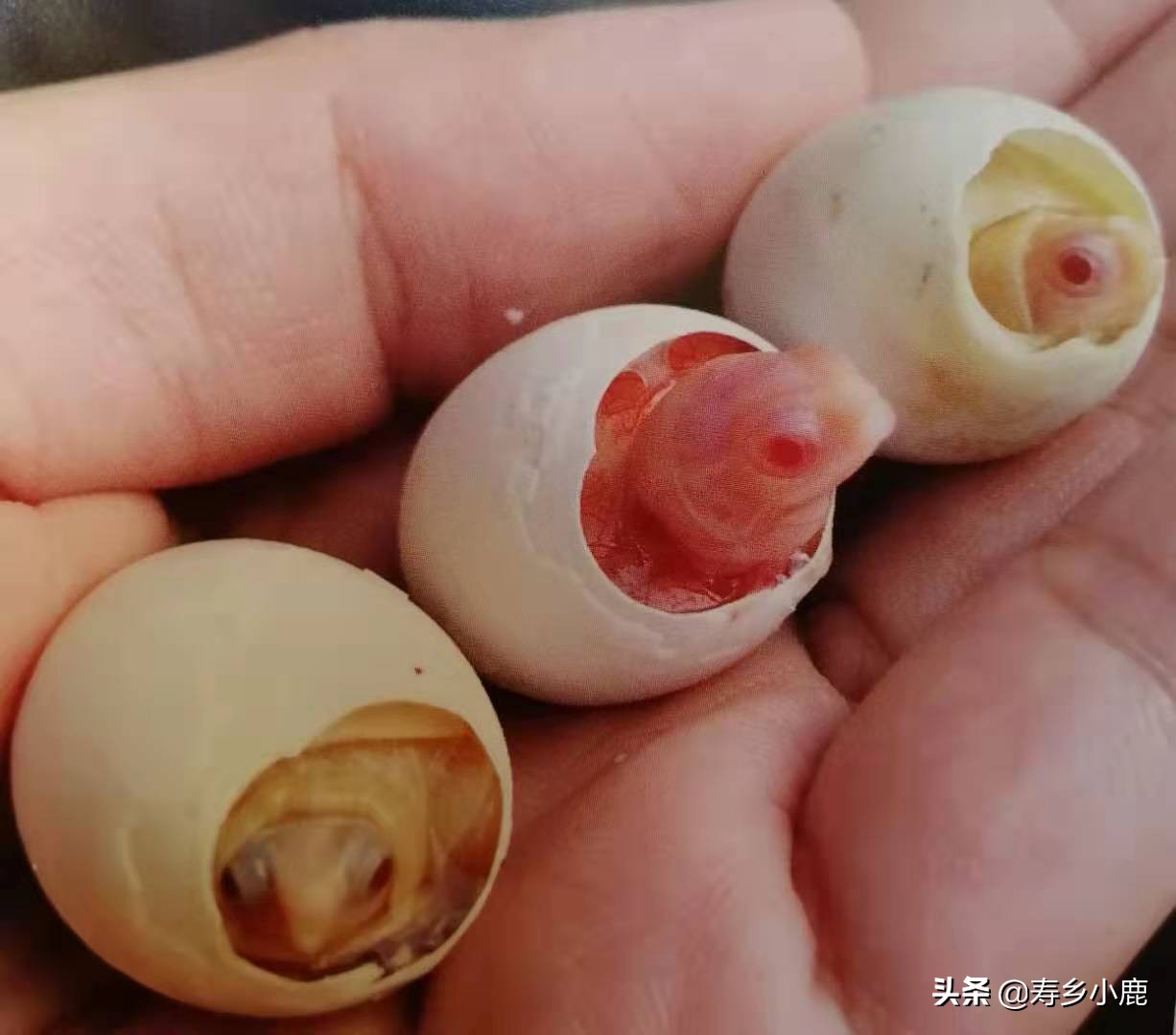 龟市将来会暴跌吗,龟市发展的最终走向