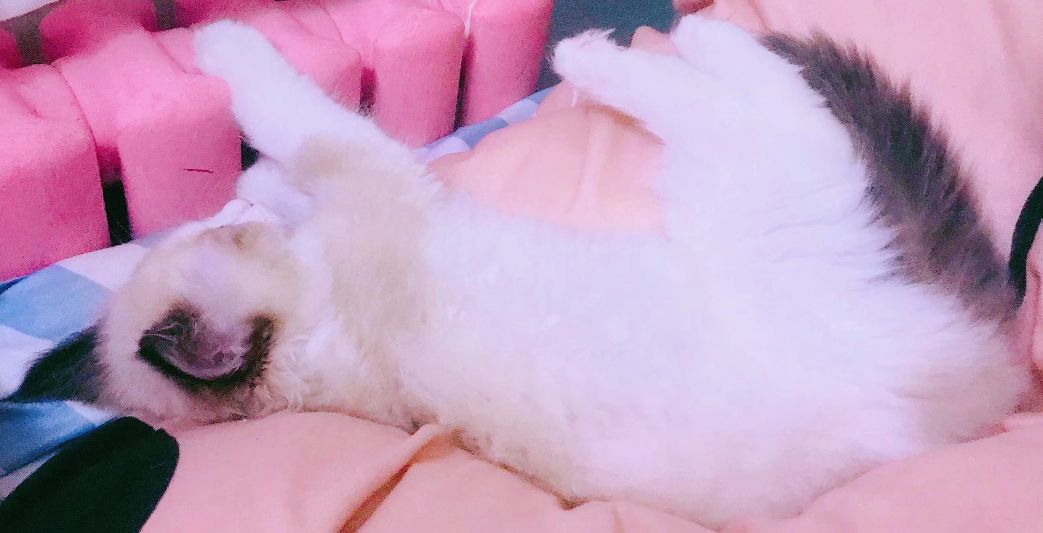 如何改掉和宠物睡觉的习惯,宠物睡觉必备知识有哪些