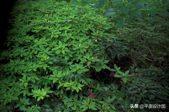 尼康和佳能全画幅怎么选,尼康18-135全画幅