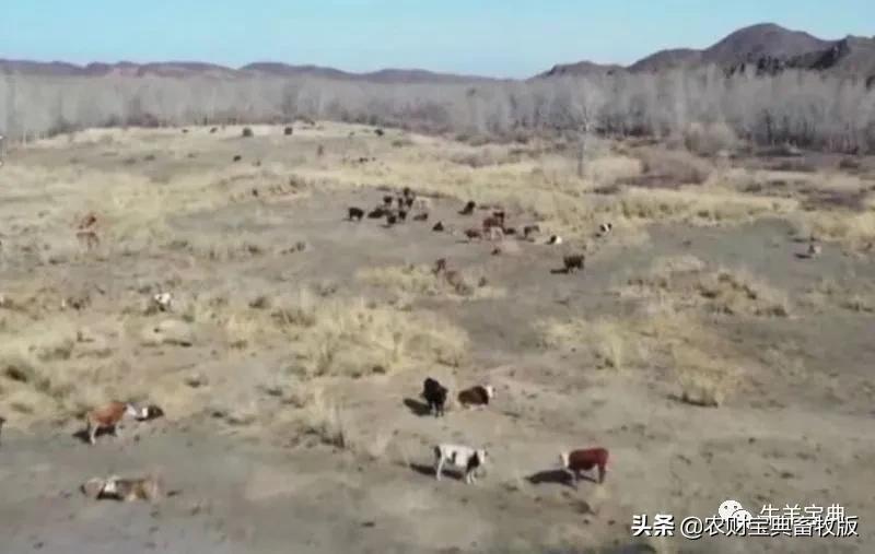 森林养殖牛,适合森林里放养的观赏性动物