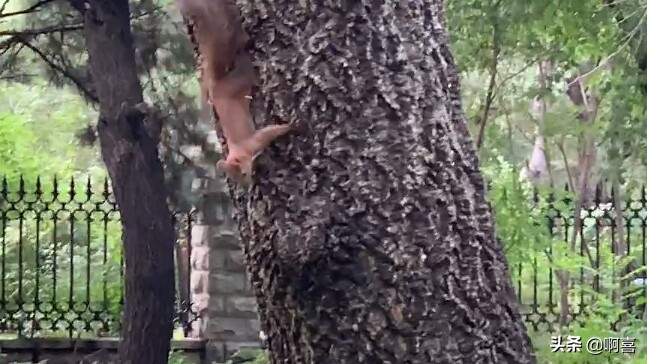 沈阳北陵公园的树,沈阳市北陵农场红枫林