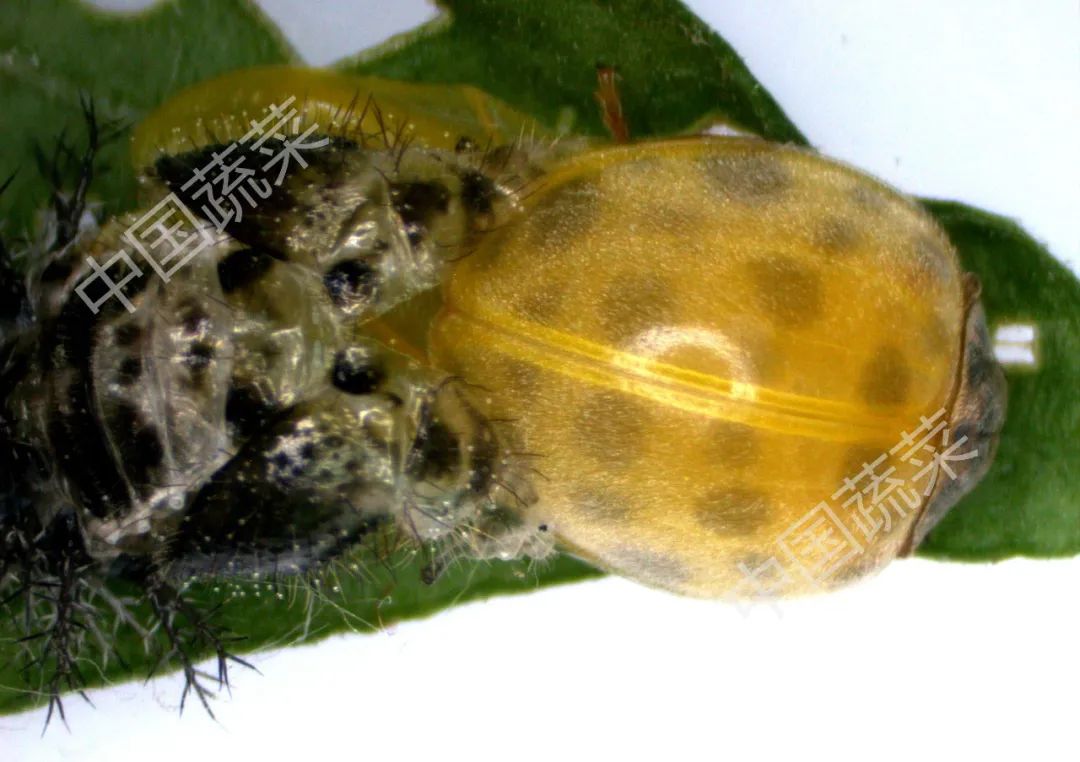 马铃薯瓢虫特点,马铃薯瓢虫吃土豆吗