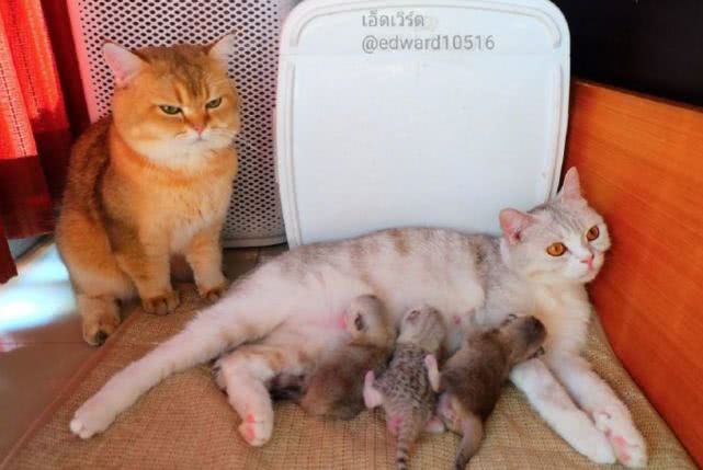 16岁小孩蹲草丛大喊德玛西亚入迷,路过草丛的搞笑视频