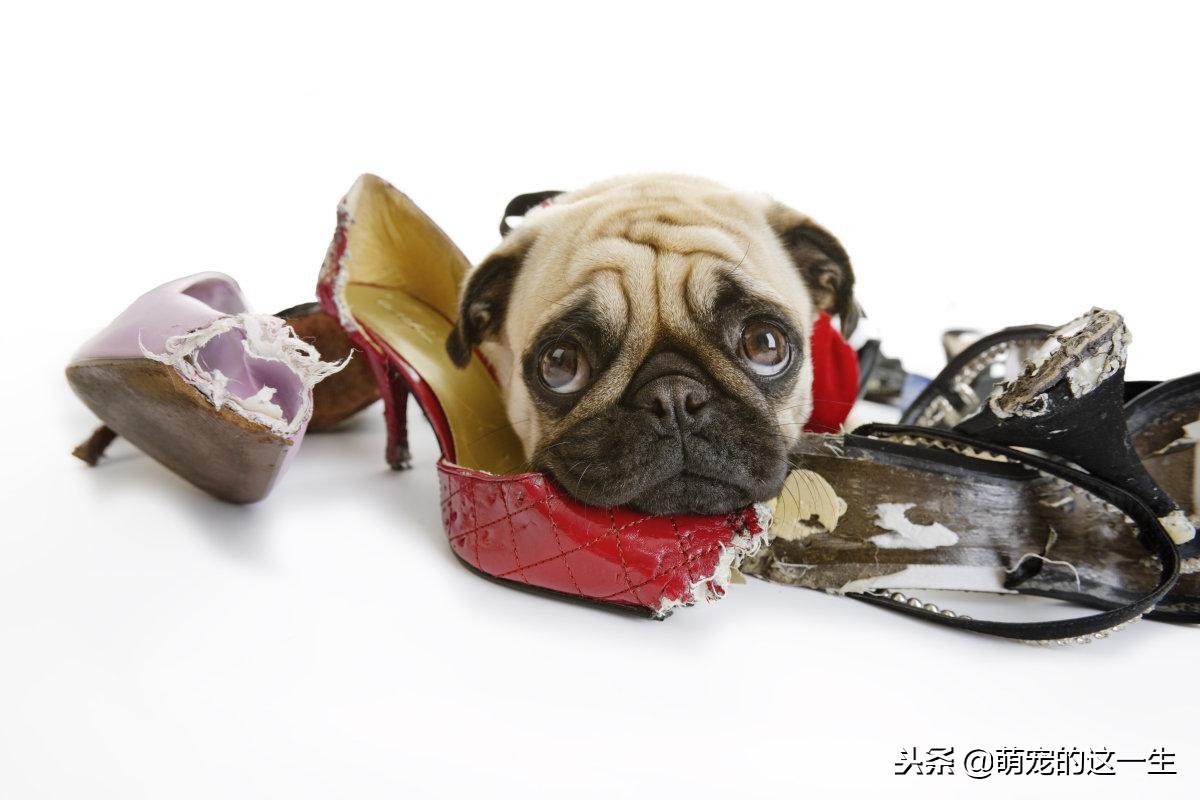 狗狗犯错了怎么教训狗狗,狗狗犯错被打骂会反抗吗