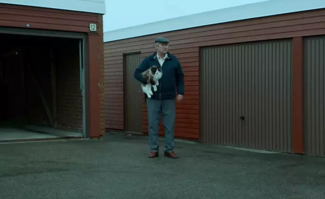 你知道猫咪的一天是如何度过的吗,主人不在家猫咪为什么一直在睡觉