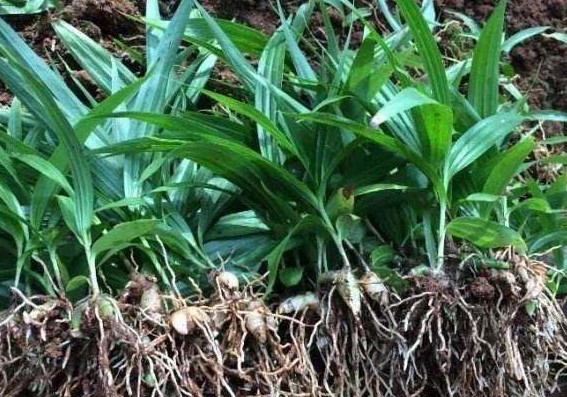 《本草精荟》:收敛止血:白及的功效与应用